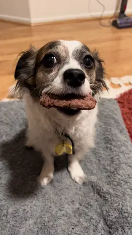 She got her puppy patty #innout #dogsofttiktok #funnydog #dogtricks 