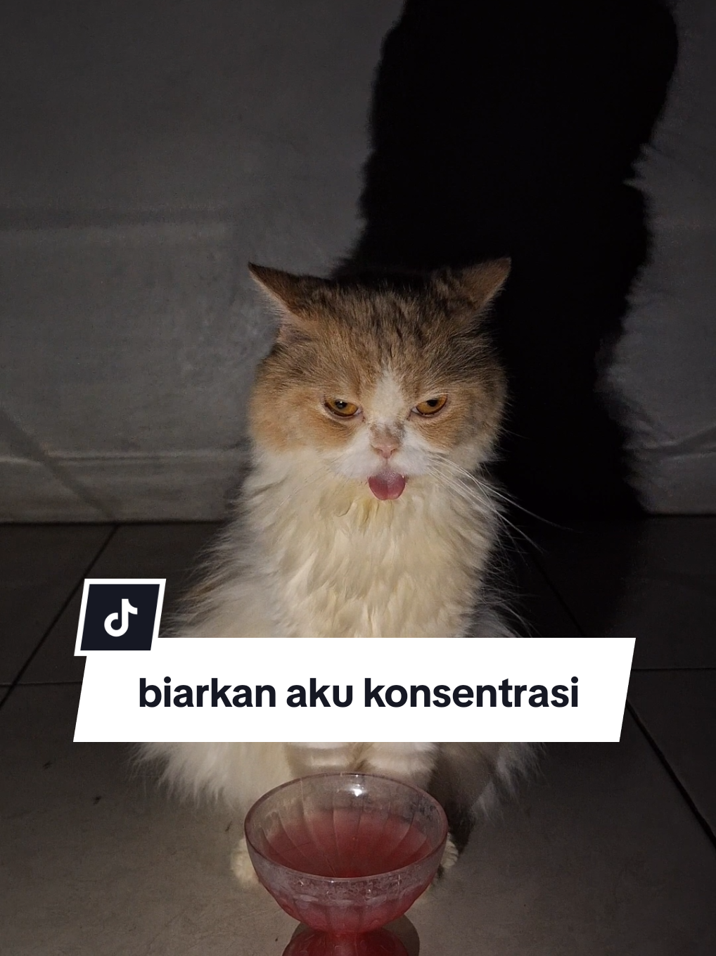 biarkan aku konsentrasi #kucingtiktok #kucingmelet #melet #fyp #nonakimmy 
