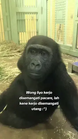 #fypp kerjo bayaran, bayar bayar😪#jowopride #puitekchanel #gorilla #fyp 