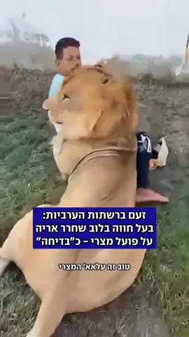 בעל חווה לובי צילם וצחק - הפועל המצרי עמד מול אריה משוחרר #אריה #משוחרר #פועל 
