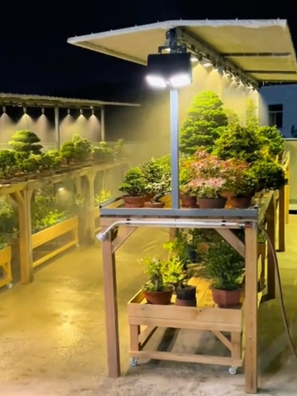 Inspirasi Gallery Bonsai :  So, tidak ada alasan lagi untuk tidak budidaya bonsai 🌳 #bonsai #bonsaitree #budidayabonsai #bonsaiindonesia #petanibonsai