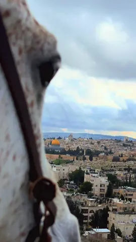 راحو الحبايب عني وسابوني غريب #حمزة_ابو_قينص #راحو_الحبايب #horse #خيل #a_g_d98 