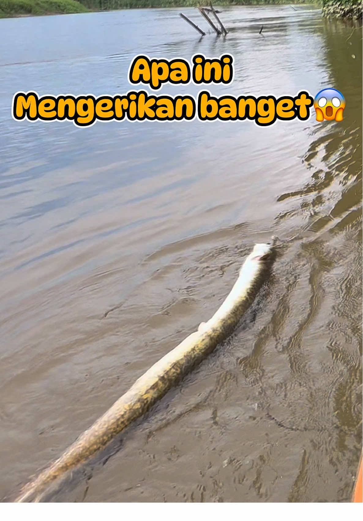 Ngeri banget😱😱 Tayang di YT/FB : petualang alam lampasio