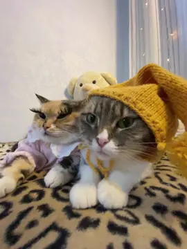 тгк: Хлоя и Фрейя | купить сигну можно там - закреп пост🐈 #рек #хлояифрейя 