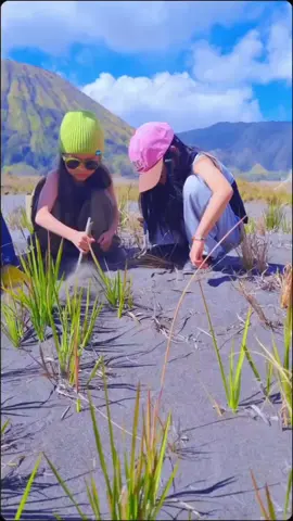 explore Jawa timur#bromo#agen perjalanan pariwisata