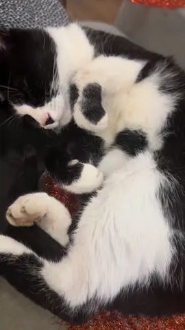 #catsoftiktok #oreo #tuxedocat #cat #catlover 