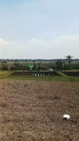 tes perdana