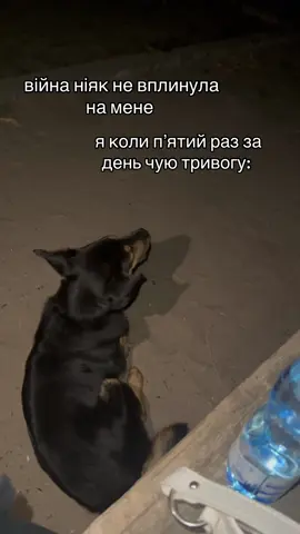 #війна #песпатрон #тварини #тривога #обстріл 