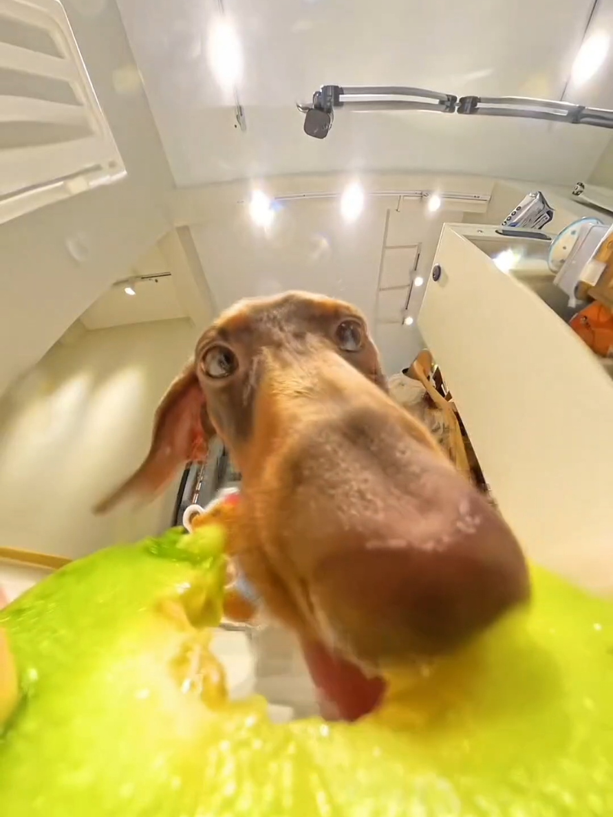 #FunnyDogEats #DogFoodie #PuppyComedy #DogLoversClub #CuteDogMoments