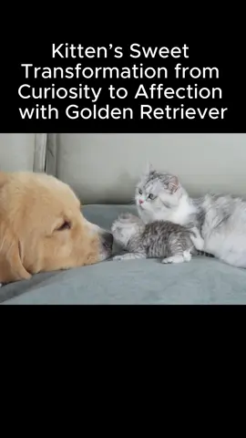 Kitten’s Sweet Transformation from Curiosity to Affection with Golden Retriever #fyp #kitten #goldenretriever