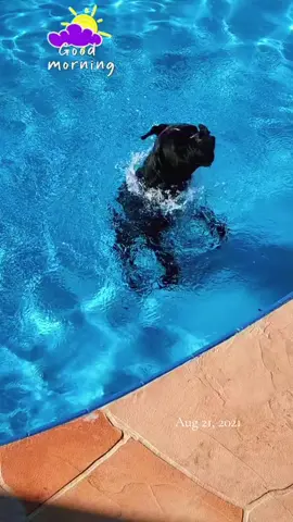 #onthisday Swims and talkie talk #twoboxersdelray #boxerdogs #dogs 