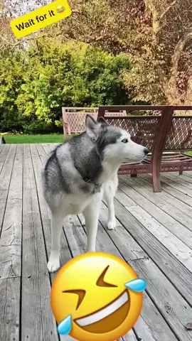 #voiceover #dogsoftiktok #catsoftiktok #PetsOfTikTok #fouryou 