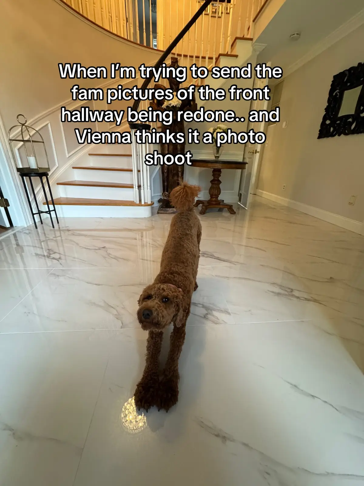 When I’m trying to send the fam pictures of the front hallway being redone.. and Vienna thinks it’s a photo shoot for her. #doglovers  #dogloversoftiktok  #transformation. #decor