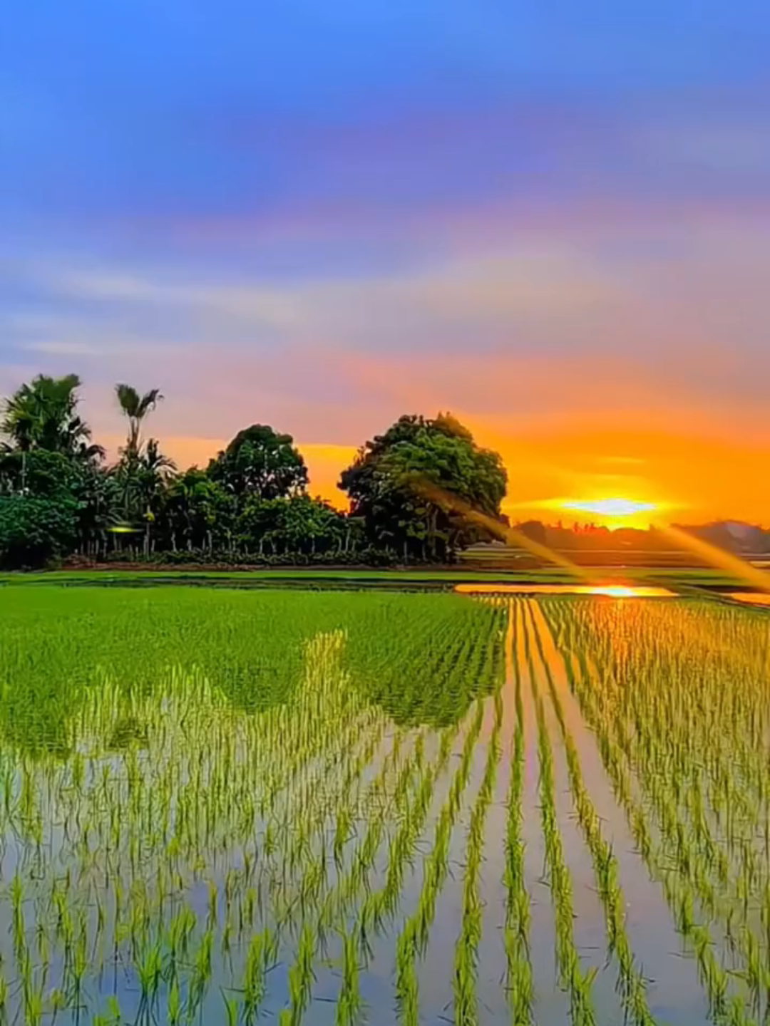 senja memang pergi,tapi senja berjanji akan kembali.🌄🌬️🍃 #kenanganterindah #sewateskonco #lirick #lirick_music #fyp #senja