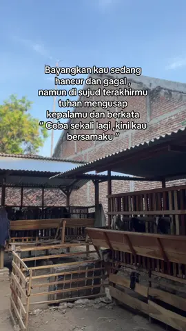 🥹🥹#karisafarmcaruban #peternakmuda #bakolwedosmilenial #peternakkambingindonesia #kambingsuperjumbo 