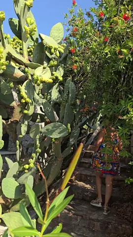 micul meu sicilian 🌵 #amaliabellantoni #sicilia #bellisiciliani #sicily #fyp 