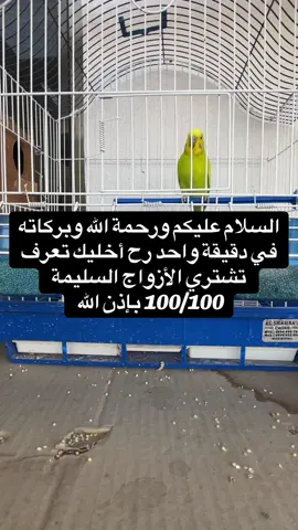 كيف تجيب زوج شغال 100/100 #البادجي #طيور #طيور_الحب #انتاج_طيور_الحب #عصافير 