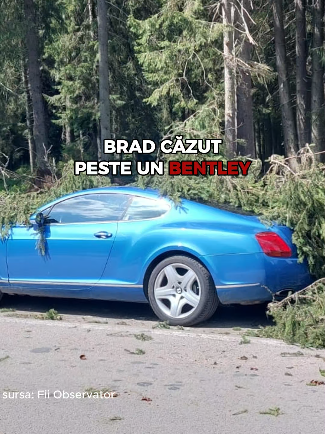 NO COMMENT. Un brad a căzut peste o maşină de lux, în zona Obârşia Lotrului. #fiiobservator #observator #a1 #antena1 #stiri #transfagarasan #bentley #fyp #misiuneatiktok #news #masinaavariata