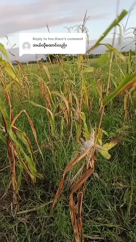 Replying to @foe.thare #ကြက်တူရွေးထောင်နည်း #ဝါသနာအရ #ရောက်ချင်တဲ့နေရာရောက်👌 #onthisday #fyp 