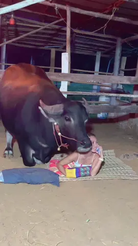 JRหวงแม่#น้องควายฉลาดแสนรู้ #viralvideo #DCRFarm #viral?videotiktok #เจ้าjr 