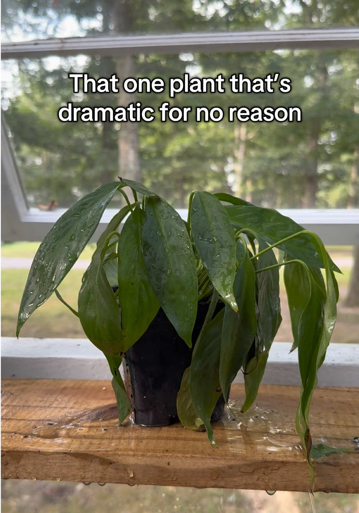 The drama!!!! #dramaticplants #plantlady #wateringday #PlantTok #peacelily 