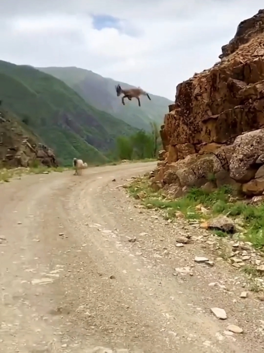 #animallovers #bighornsheep #wildlife #ibex #mountains #foryoupage @Maria @Markhor.Times 