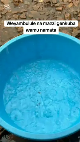 rainwater and milk #fyyyyyyyyyyyyyyyyyyy #fypシ゚ #fypppppppppppppp 