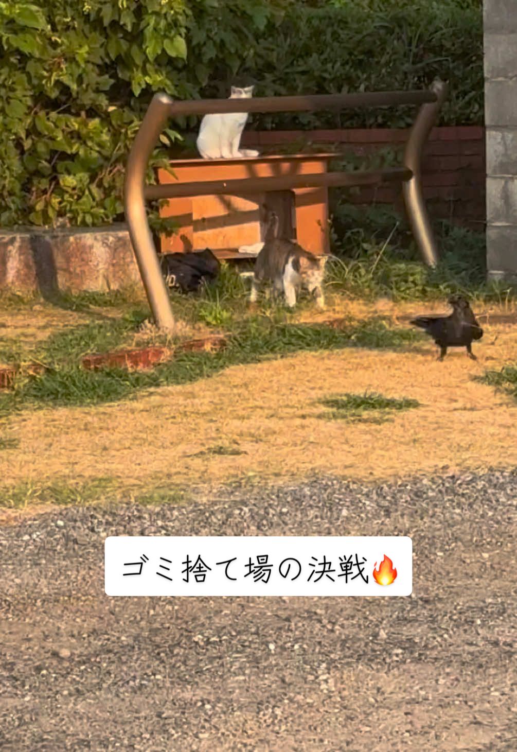 旅行先で朝ランしてたら、ゴミ捨て場の決戦してたw🐈‍⬛🐦‍⬛ #ハイキュー#烏野 #音駒 #ゴミ捨て場の決戦 #haikyuu 