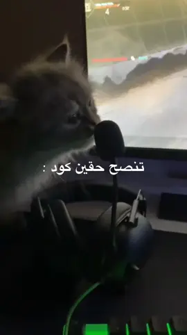 اسمعو الكلام  #fyp #اكسبلور #قطاوه #cat #cats #cod #كود#سيرش #نصائح 