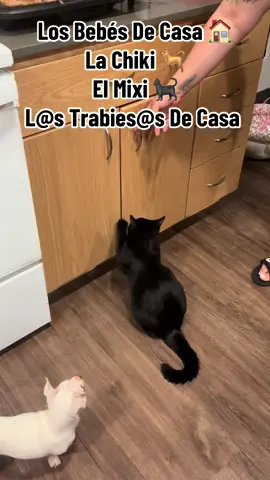 LoS Bebed De Casa 🏠 #viral #paratiiiiiiiiiiiiiiiiiiiiiiiiiiiiiii #perrita #gatito #mascotas 