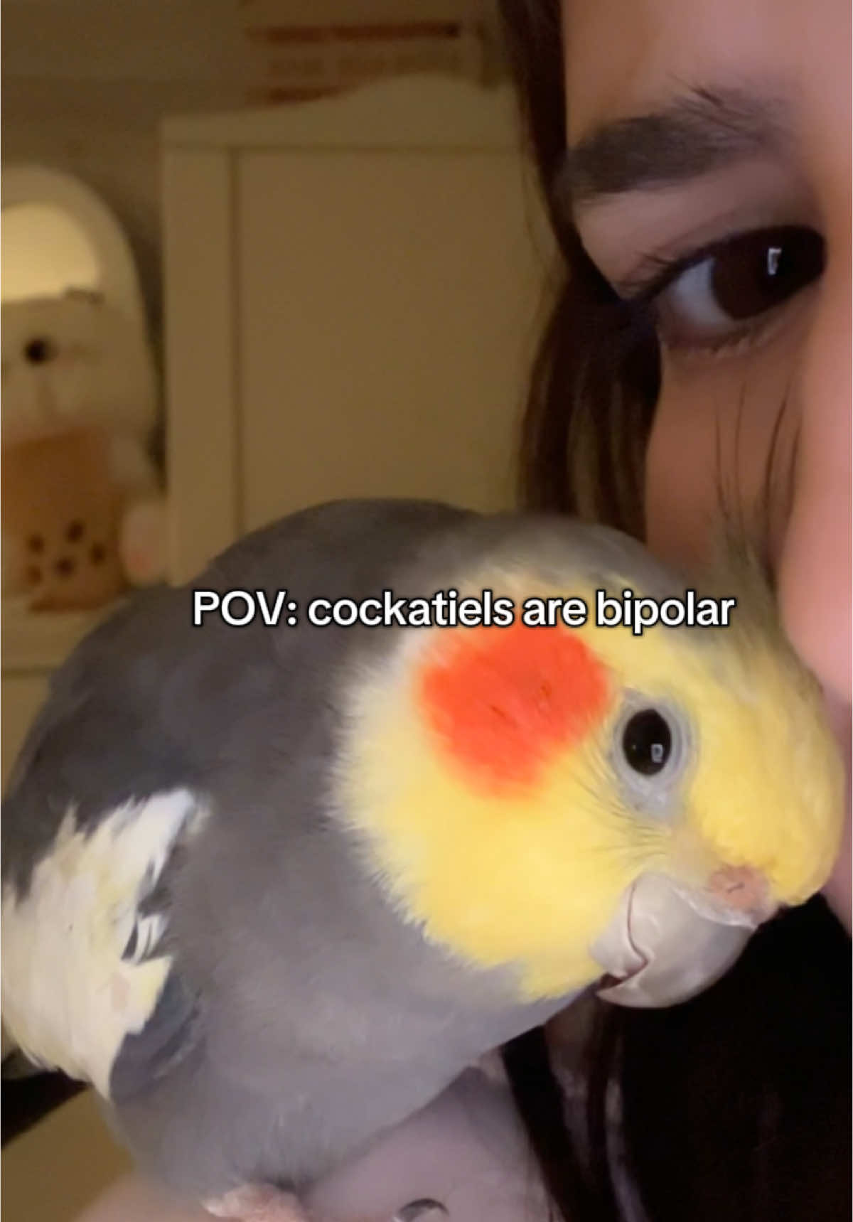 No words needed #cockatiels #birdtok #cockatielsoftiktok 