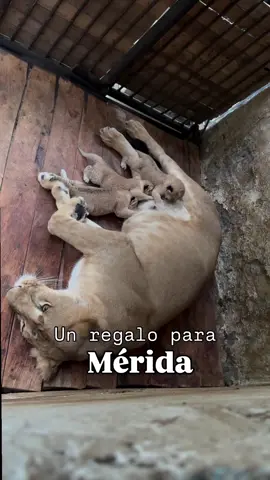 Mérida Noticia... ¡Es noticia! Nuestros leones Carú y Murachí son papás ❤️ . . Tres leoncitos han nacido en las pasadas horas en nuestro parque zoológico de Mérida y ya salen los primeros videos y fotos al mundo entero de este regalo al pueblo merideño. Murachí, el león blanco del parque recibió a Carú en año pasado para el mes de octubre y desde los primeros días nuestros médicos veterinarios así como todo el equipo humano del parque puso mucho empeño en la tarea de unirlos, alimentarlos y cuidarlos muy bien y finalmente dejar que la naturaleza hiciera su magia. Nuestras 3 crías se mantienen bajo observación las 24 horas y se ha creado un cerco para darle tranquilidad a la madre, es posible verlas por medio de una pantalla que hemos dispuesto para que todo el público se acerque y los pueda conocer . . Gracias Mérida por confiar y querer a nuestros consentidos que ahora son padres ❤️ Cortesía @parquezoologicomerida . . #somosmerida #capitaldelaaventura #merida #venezuela