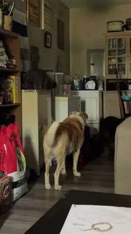 #morningroutine #dogsofttiktok #breakfast 