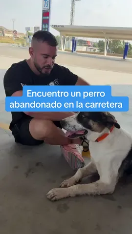 Storytime: encuentro un perro abandonado en Totana (Murcia): me parece INADMISIBLE que a 2025 haya quienes tengan la osadía de abandonar a un animal. No hay derecho alguno ni justificación tan cruel que solo puede nacer de un corazón sucio vacío y podrido por dentro. Esto no es cuestión de amar o no los animales, es de ser humanos. No entra en mi cabeza actuar así y me apena que como sociedad sea algo tan tan frecuente. Este pobre perro ha estado CUATRO DÍAS SOLO DEAMBULANDO EN UNA GASOLINERA sin que nadie intente ayudarle... La carretera está a escasos metros y podía haber sido su final.  Hace tiempo leí 