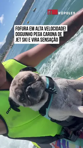 🚤🌊🐶 Fofura em alta velocidade! Chico, um #cachorrinho cheio de personalidade, viralizou nas redes ao aparecer pegando carona em um #jetski. Totalmente à vontade, ele curte cada segundo da aventura ao lado do tutor. Com o vento no rosto e a água passando rápido, o #doguinho se mantém firme, mostrando que também adora uma boa dose de #adrenalina! A cena encantou a internet, e os comentários não pararam: muita gente se divertiu com a coragem e a fofura do cãozinho aventureiro. #TikTokNotícias  🎥 @Fedaniell (ig)  | @myhoodbr