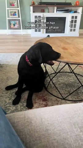 Proud survivor of the terrible toddler phase  #dogsoftiktok #dogtok #labrador #blacklab #englishlabrador