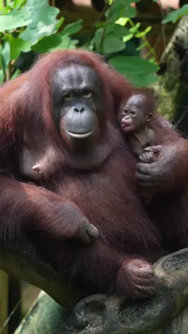 #orangutan #animals 