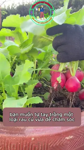 Bạn muốn trồng một vườn củ cải đỏ bạn hãy tham khảo hạt giống bên mình#trongrau #hatgiong #trongrausach 