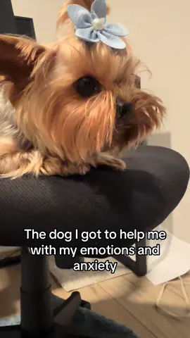 She literally shakes at everything, but rain and thunderstorms are the worst. At this point, I help her more than she helps me. #anxiety #yorkies #dogsoftiktok #yorkielife #yorkiesoftiktok 