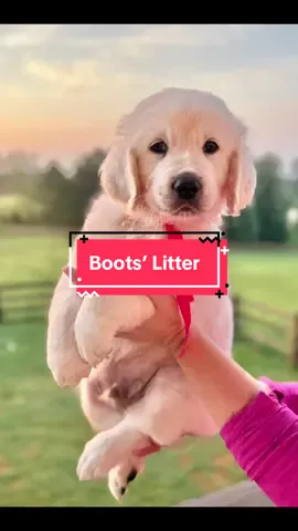 🐾✨ Boots’ Babies are 7 Weeks Old! ✨🐾 Can you believe it?!  These sweet pups are full of wiggles, snuggles, and so much personality 💕 This week’s lineup: ❤️ Mr. Red 💚 Mr. Green ⚪️ Mr. Grey 🖤 Mr. Black 💙 Mr. Blue 💗 Miss Pink 💛 Mr. Yellow 🟠 Mr. Orange