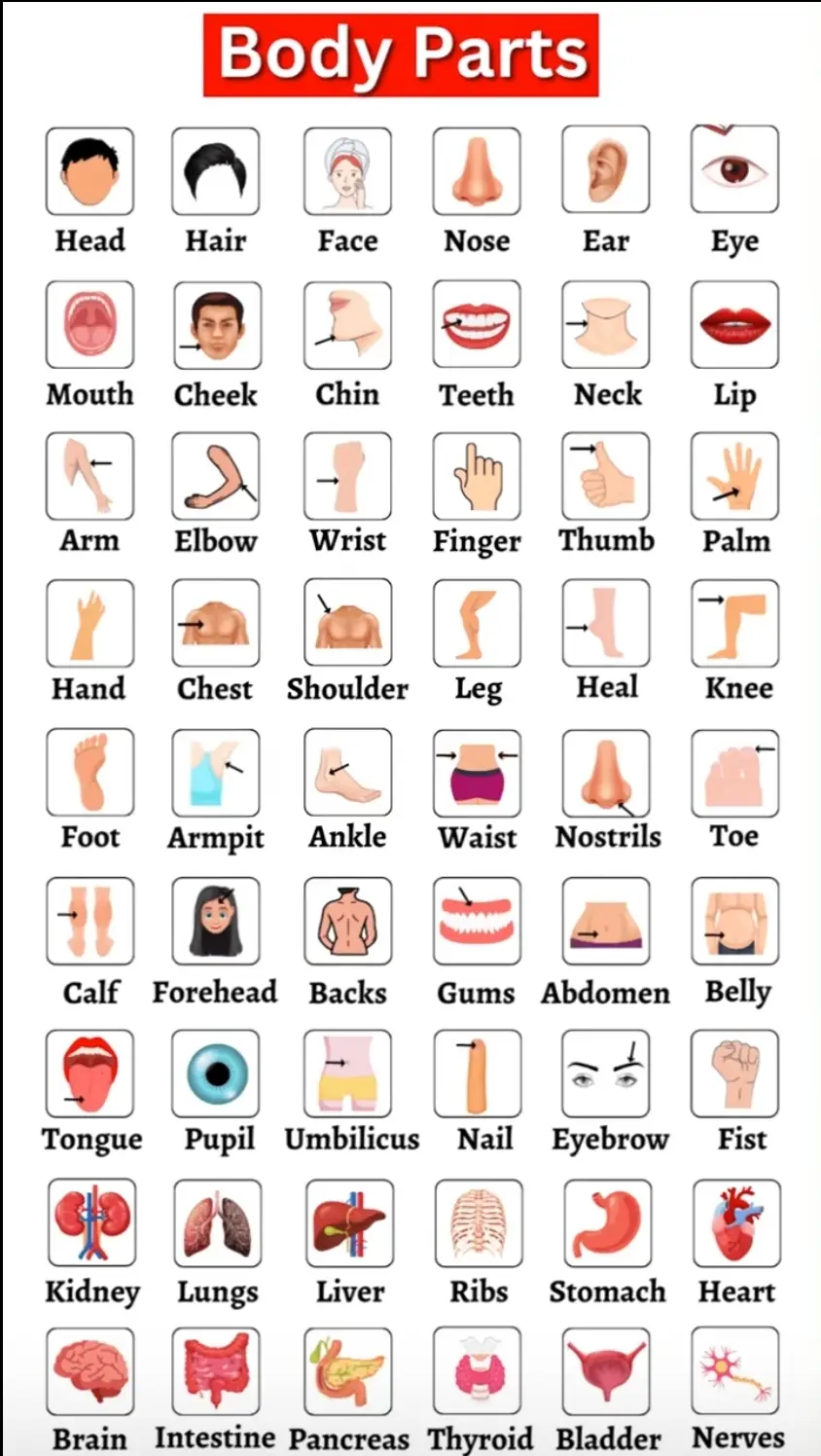 #bodyparts #english 