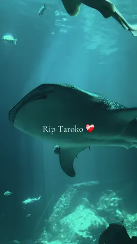 I’m giving all the hugs to the @Georgia Aquarium team 💞 it was such an honor to see him last month and witnessing him and all his beauty #fyp #whaleshark #marinebiology #atlanta 