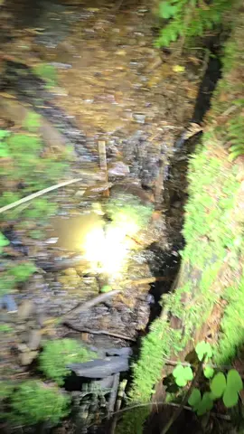 BIG CARNELIAN!! My friend and I went to go check out a new spot to see if there's agates and sure enough there was!! We found carnelian immediately looking in this creek! Such an exciting feeling! It's rare for us to check out a new spot we think might be good and find carnelian right away! So we walked along this run off of a creek for about 1 mile until we ran into some big wild life! We don't know what it was but it was big and not afraid to come towards us! The area is known for cougars, bear, and mountain lion! I immediately grabbed out my bear spray and made a bunch of loud noises and then we heard it walking the opposite direction of us. We could only hear it because we were DEEP in a forest with lots of trees and bushes blocking our eye sight. Anyway, here's one of my best finds and one of my friends best finds! Such an insane day! #agate #rockhounding #carnelian #pnw #fyp 