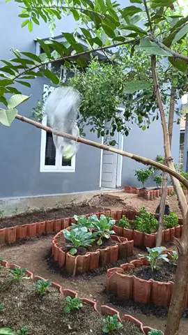 cara praktis mencangkok tanaman