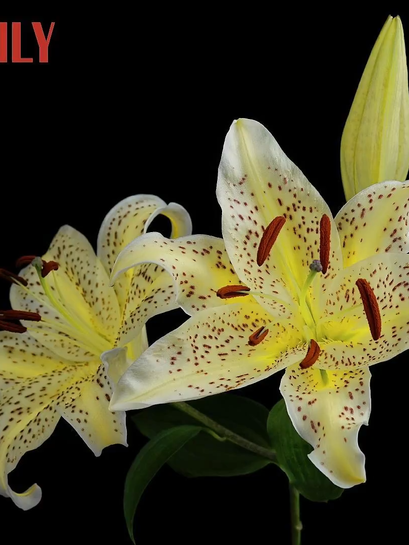 An eye-catching lily variety stands out for its beauty as it blooms gracefully in southwest China’s Chongqing.