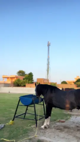 #deragujjarmakiana #horselovers❤️🐎❤️ #foryoupage #pindlife @CH. ABDUL REHMAN  434 @Bilal @/G U J J A R👑 @Areeb Mehdi @اذان ✨ 