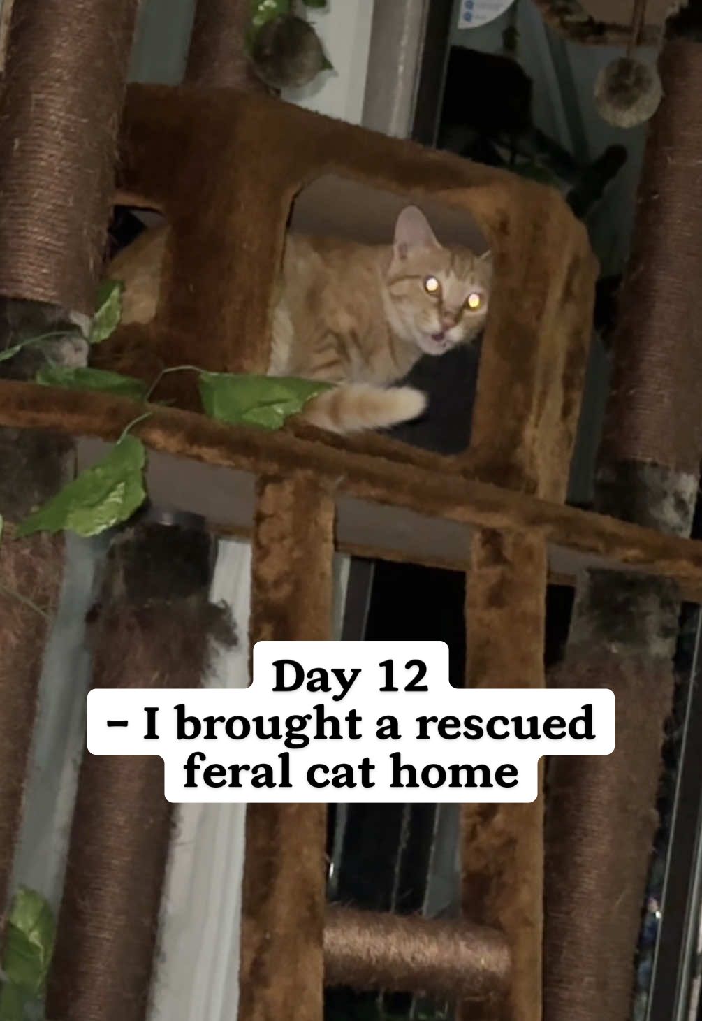 Gosh, people still keep telling me to “release him to freedom where he was happy”.. #rescuedcat #feralcat #adoptdontshop #catsoftiktok #straycat 