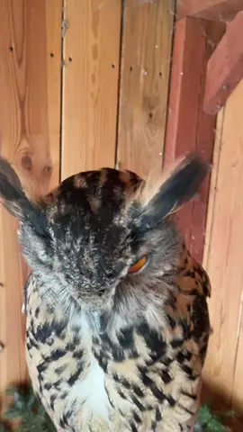 #owl #owljaga #sowajaga #jagatheowl #coruja 