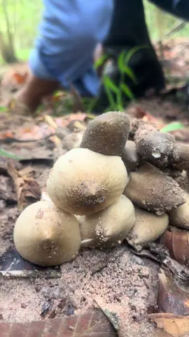 #nấmmối 