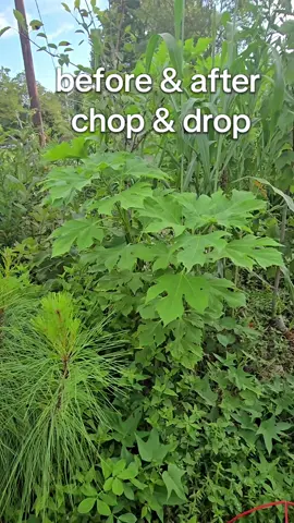 Mexican sunflower has the same nitrogen content  as chicken manure and grows rapidly. Pruning causes a release of growth hormone into the soil. Triggering a growth pulse. #soilhealth #covercrop #naturalgardening #syntropicfarming #permaculture 